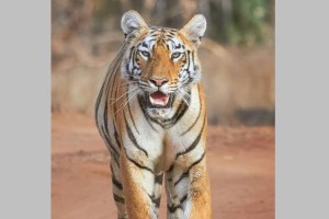 Pench Tiger Project which is far from human wildlife conflict witnessing incidents of tiger attacks for past one year Villagers killed in this attack