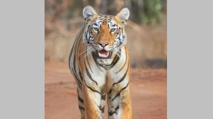 tadoba andhari tiger reserve maya tigress