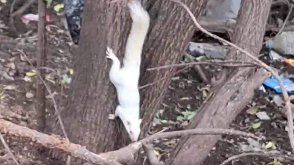 Nagpur white squirrel marathi news