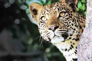 dindori leopard attack marathi news