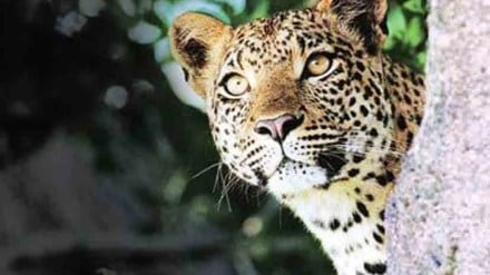 dindori leopard attack marathi news