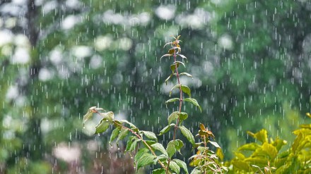 imd rain prediction maharashtra