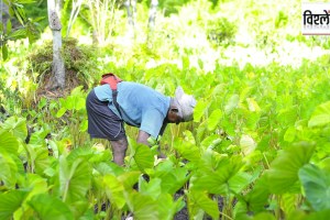 decision support system for agriculture in marathi