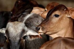 Vaccination in cattle