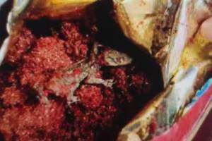 dead lizard found in spice packet