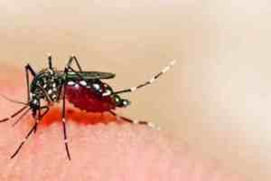 Nagpur, Dengue, 125 Doctors Affected by dengue Chikungunya, Chikungunya, Medical and Mayo hospitals, doctors affected, outbreak, pest control,