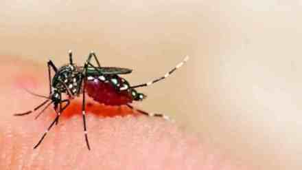 Nagpur, Dengue, 125 Doctors Affected by dengue Chikungunya, Chikungunya, Medical and Mayo hospitals, doctors affected, outbreak, pest control,