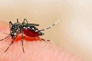 12 people died due to dengue in the maharshtra state in August Mumbai