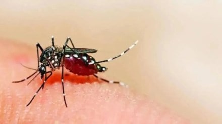 12 people died due to dengue in the maharshtra state in August Mumbai