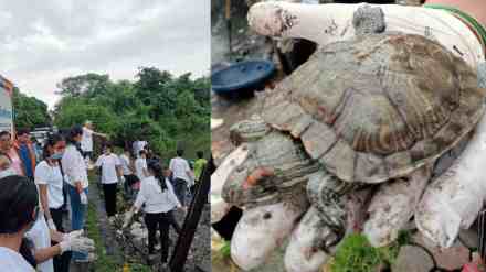 Mumbai, Kandivali, Charkop, dead turtles, environmentalists, cleanliness drive, pollution, toxic elements, aquatic life, NSS, plastic waste,