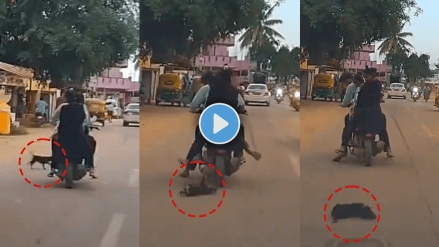 Viral Video of Dog accident in Karnataka Dog Crushed Under Wheels Of Two-Wheeler