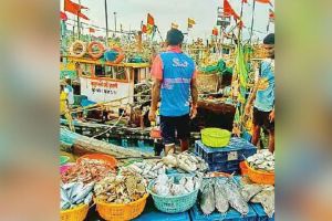 New fish season but many problems for fishermen