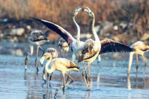 private guards stopped tourists for taking rare bird photo at wetland near palm beach road