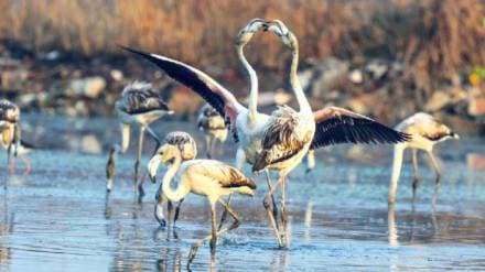 private guards stopped tourists for taking rare bird photo at wetland near palm beach road