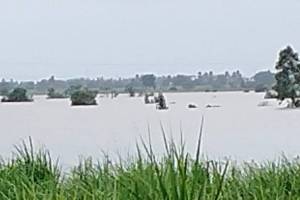 lok shivar challenges of heavy rain for farmers excessive impact rain on crops