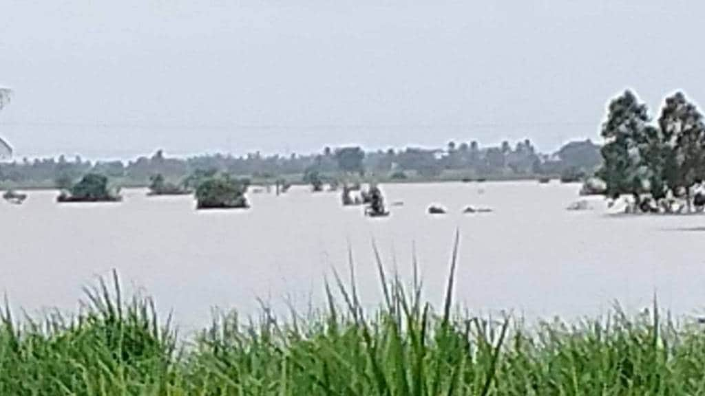 lok shivar challenges of heavy rain for farmers excessive impact rain on crops