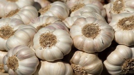 Chinese garlic which is banned in India is entering APMC in Vashi through Afghanistan