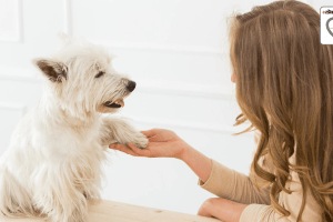 is pet perfume safe for your dog and cat know experts advice pet perfume risks