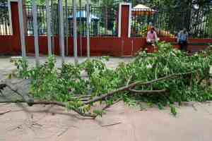 ,pune, young man,injured,tree branch fell,jungli maharaj street