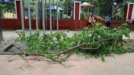 ,pune, young man,injured,tree branch fell,jungli maharaj street