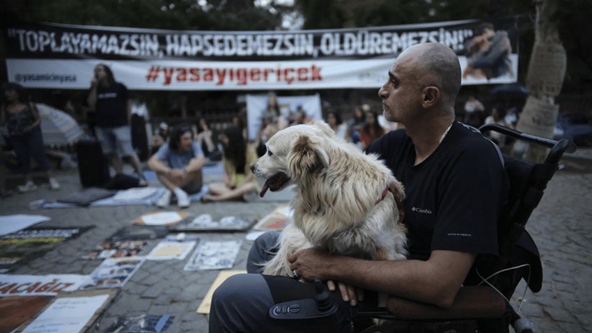 Stray dogs in Turkey