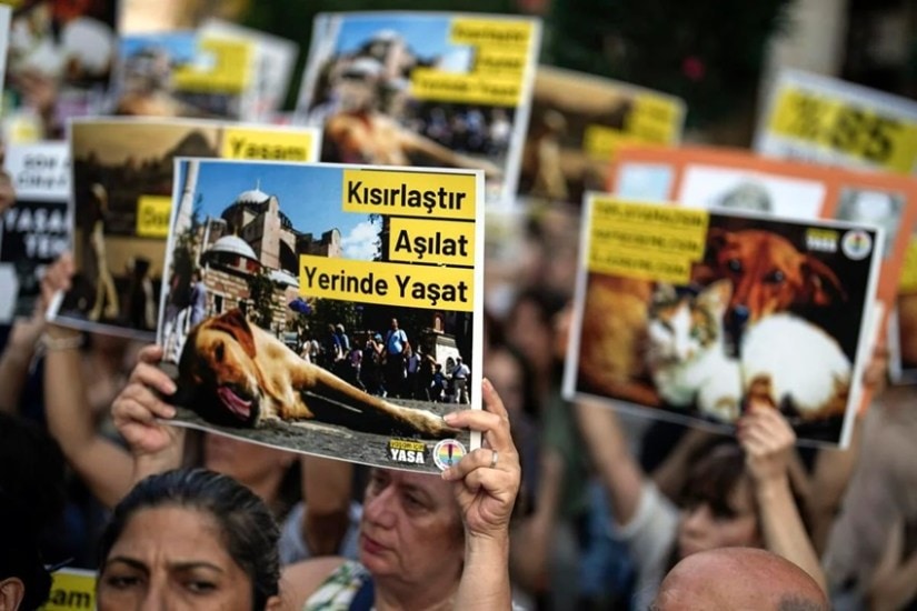 Turkey's controversial dog bill