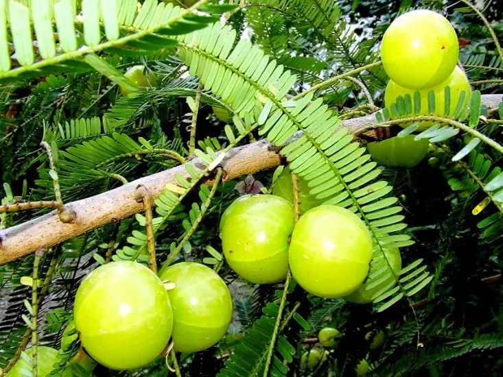 आवळ्याचा रस प्या. असे केल्याने तुमच्या केसांची वाढ वाढण्यास आणि नंतर त्यांची रचना सुधारण्यास मदत होते. यामध्ये झिंक आणि आयर्न भरपूर प्रमाणात असते ज्यामुळे केस वाढण्यास मदत होते. (pcpixels)