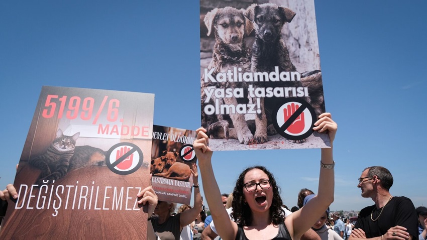 Stray dog euthanasia Turkey