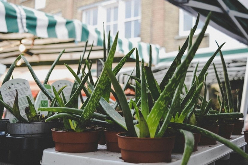 Aloe Vera Gel