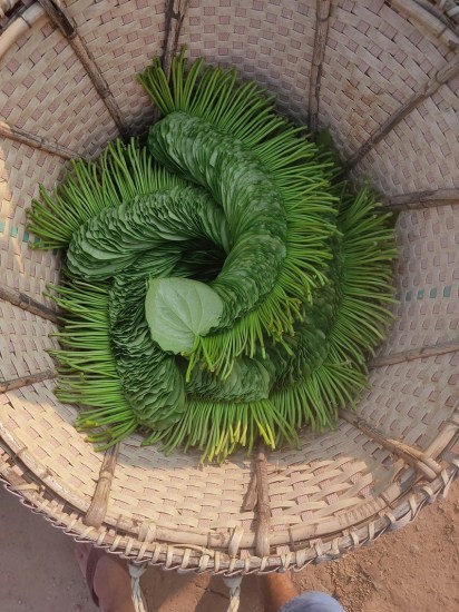 Ayurvedic Benefits of Betel Leaves