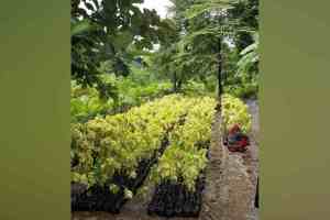 Wardha Khandre family, Wardha, nursery business, Brazil, Maldives, saplings, Snehal Kisan Nursery, forest department, tree species, international success,