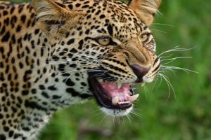 old woman injured, leopard attack Ratnagiri Pali,