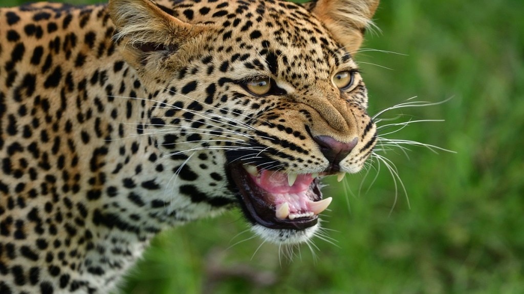 old woman injured, leopard attack Ratnagiri Pali,