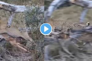 leopard Viral Video