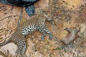 Rajapur, leopard death, suffocation, sewage tank, Raipatan, Forest Department, postmortem, animal officer, wildlife incident, Maharashtra,