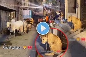 leopard was seen tied with a buffalo and a camel in street