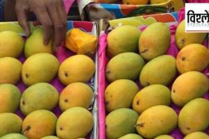 indian varieties of mango grown in china