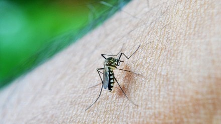 Dengue, Raigad district, Panvel Dengue,