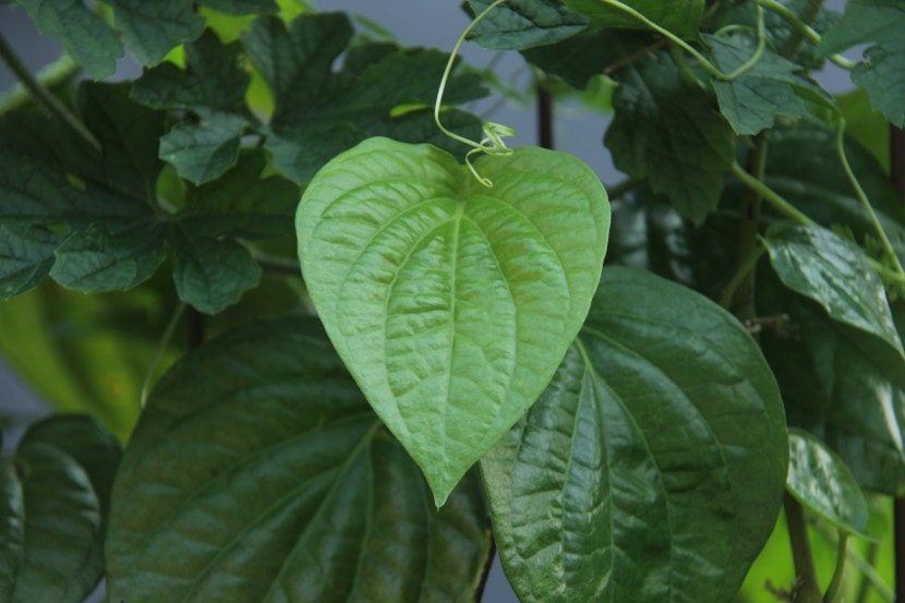 betel-leaves