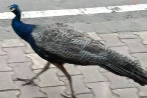 peacocks die of electrical shock in bhadravati city