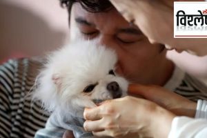 pet animals population rising china