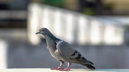 Gadchiroli, pigeons, children beaten,