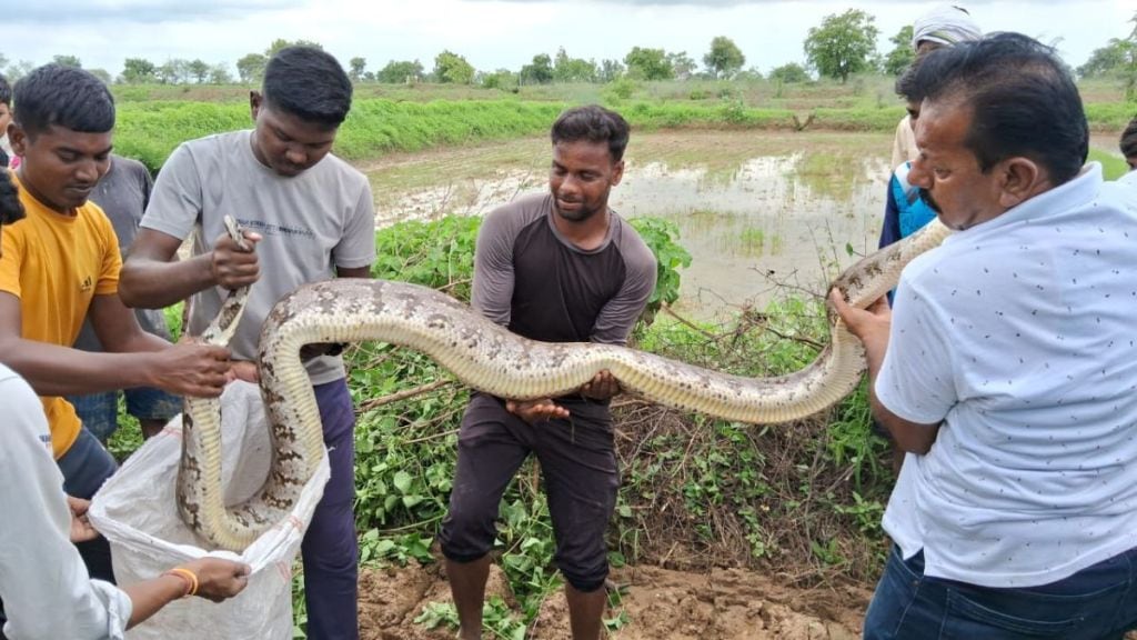 While the plantation work was going on, a big python came out