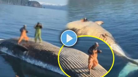 shocking whale fish video viral