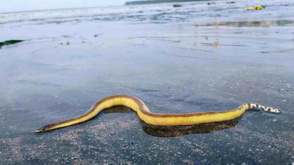 Mumbai, rare snake, yellow bellied sea snake, Girgaon Chowpatty, South Africa, Namibia, deep sea, Pradeep Patade, Marine Life of Mumbai,