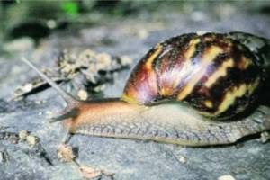 crop damage by snail attack