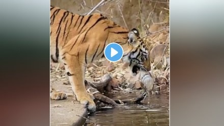 Video of Tigress Nayantara in Nimdhela Buffer Zone of Tadoba Andhari Tiger Project circulated on social media