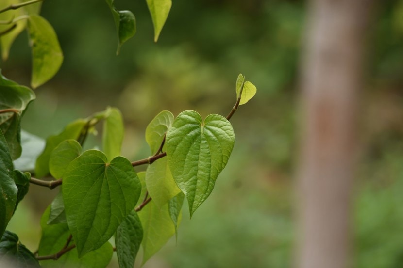 betel-leaves