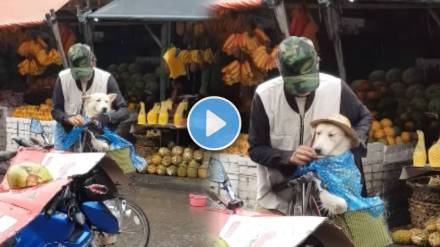 viral video shows elderly man took extra efforts for him pet dog