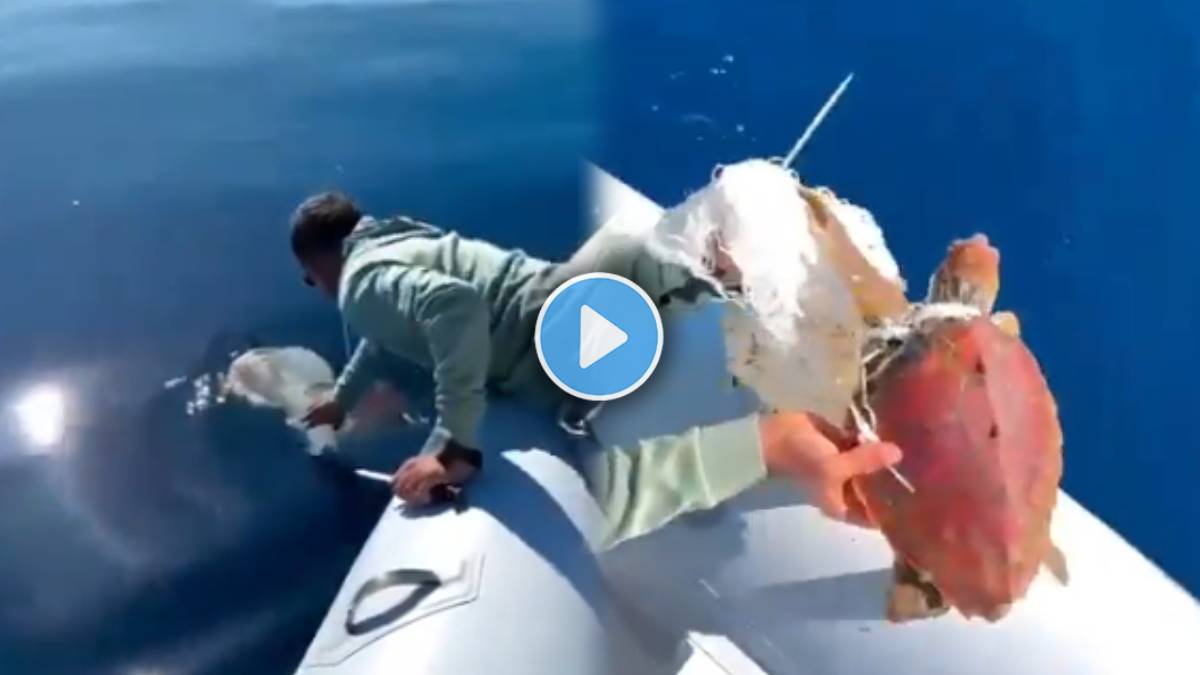 video shows man rescuing turtle trapped in plastic fishing net IAS ...